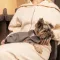 Жакет Pet Fashion «Harry» для собак, розмір XS2, коричневий — Фото 7