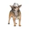 Шапка Pet Fashion «Party» для собак, розмір XS, сіра (зима) — Фото 3