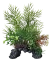 Штучна рослина для акваріума SF DECO PLANT L CERATOPTERIS (A4070530) — Фото 3