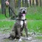 Шлея для Собак BronzeDog Active Нейлонова зі Світловідбиттям Чорна M — Фото 10