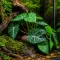 Штучна рослина Hobby Alocasia 1 24 × 14 см (37717) для тераріуму, акватераріуму та палюдаріуму — Фото 5
