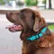 Нашийник для Собак Круглий Шкіряний BronzeDog Premium з Металевою Фурнітурою Блакитний 2XS — Фото 9