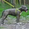 Шлея для Собак BronzeDog Active Нейлонова зі Світловідбиттям Cалатова M — Фото 10
