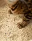 VELVET PAW TOFU Наповнювач для котячих туалетів з бентонітом, оригінальний, гранули 2 мм, 6 л/2,6 кг — Фото 11