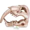 Декорація череп тигра Terrario Sabertooth Skull 13x8,5x11см (15911) — Фото 12