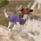 Жилет Pet Fashion «E.Vest» для собак, розмір XS2, фіолетовий — Фото 7