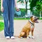 Повідець-рулетка для собак WAUDOG R-leash з контейнером для пакетів, світловідбивна стрічка, L, до 40 кг, 5 м, блакитний — Фото 11