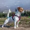 Ferplast GENIUS SMALL BLACK HARNESS нейлонова шлея для тварин чорна — Фото 11