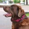 Нашийник для Собак Круглий Шкіряний BronzeDog Premium з Металевою Фурнітурою Рожевий S — Фото 9