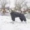 Комбінезон Pet Fashion «Cold» для такс, розмір S2, сірий — Фото 9