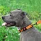 Нашийник для Собак BronzeDog Active Нейлоновий зі Світловідбиттям та Пластиковою Пряжкою Помаранчевий L — Фото 14