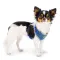 Ferplast NIKITA P XS HARNESS BLUE Шлея, нейлон, блакитна — Фото 13