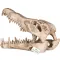 Декорація череп крокодила Terrario Crocodile Skull XL 23x11x16см (251115) — Фото 11