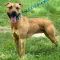 Нашийник для Собак BronzeDog Urban Нейлоновий з Пластиковою Пряжкою Інки L — Фото 16