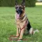 Повідець для Собак Bronzedog Active з Альпіністського Шнура Чорно-Блакитний L/XL — Фото 10