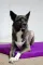 Матрац xарлей №1 Фіолетовий Lucky Pet, 40x50x5 — Фото 2