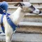 Ferplast NIKITA P M HARNESS BLUE Шлея, нейлон, блакитна — Фото 11