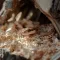 Натуральна деревна підстилка Aventerra Sweden SNAKEEY Wood Tiny 4 л для гризунів і змій — Фото 13