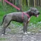 Шлея для Собак BronzeDog Active Нейлонова зі Світловідбиттям Рожева S — Фото 10