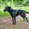 Ferplast SPORT DOG P L BLUE Шлея, нейлон — Фото 12