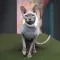 Светр Pet Fashion «Cat» для кота, розмір XS, меланж — Фото 5