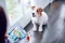 Ласощі DENTALIFE Small для дорослих собак дрібних порід для здоров'я зубів і ясен 115 г — Фото 15