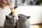Паста для котів GimCat DUO PASTE Multi-vitamin 12 vitamins with cheese 12 вітамінів та сир, 50 г — Фото 7