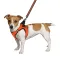 Шлея для собак Bronzedog Mesh Vest 3D сітка помаранчева 2XS — Фото 6