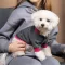 Толстовка Pet Fashion «Bim» для собак, розмір S, сіра — Фото 7