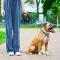 Повідець-рулетка для собак WAUDOG R-leash з контейнером для пакетів, світловідбивна стрічка, L, до 40 кг, 5 м, чорний — Фото 11