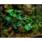 Штучна рослина Hobby Alocasia 2 40 × 20 см (37718) для тераріуму, акватераріуму та палюдаріуму — Фото 5