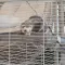 Ferplast CAGE FURET TOWER Клітка для тхорів — Фото 22