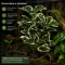 Штучна рослина Hobby Ficus Elastica 2 55 см (37706) для тераріуму, акватераріуму та палюдаріуму — Фото 5