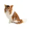 Кепка Phil ТМ Pet Fashion для собак L бежева — Фото 6
