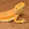 HABISTAT BEARDED DRAGON BEDDING 5 KG (R4100115) субстрат для тераріума — Фото 4