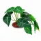 Штучна рослина Hobby Alocasia 1 24 × 14 см (37717) для тераріуму, акватераріуму та палюдаріуму — Фото 3