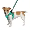 Шлея для собак Bronzedog Mesh Vest 3D сітка ментолова S — Фото 6