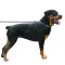 Нашийник для Собак BronzeDog Urban Зигзаг Нейлоновий з Пластиковою Пряжкою Коричнево-Блакитний L — Фото 11