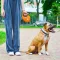Повідець-рулетка для собак WAUDOG R-leash з контейнером для пакетів, світловідбивна стрічка, L, до 40 кг, 5 м, помаранчевий — Фото 11