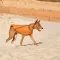 Жилет Pet Fashion «E.Vest» для собак, розмір M2, помаранчевий — Фото 7