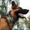 Нашийник для Собак BronzeDog Urban Нейлоновий з Пластиковою Пряжкою Інки L — Фото 14