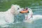 Іграшка для собак Trixie кільце плаваюче для водних розваг термопластична гума, 17 см — Фото 5