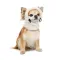 Шапка Pet Fashion Teddy для собак розмір XS — Фото 6