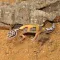 HABISTAT LEOPARD GECKO BEDDING 5 KG (R4100125) субстрат для геконів — Фото 7