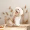 Сарафан Pet Fashion Lily для собак дівчинка бежевий S — Фото 8