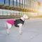 Попона Pet Fashion «Roy» для собак, розмір 6XL, малиново-сірий — Фото 13