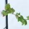 Штучна рослина Repti‑Zoo Magnetic Plant 63 см (TP084) – магнітний штучний плющ для тераріумів — Фото 7