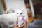 Вологий корм Brit Care Cat Pouch для котів, філе в соусі, пікантний лосось, 85 г — Фото 5