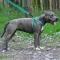 Шлея для Собак BronzeDog Active Нейлонова зі Світловідбиттям Ментолова M — Фото 10