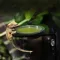 HABISTAT ARBOREAL FEEDING LEDGE SINGLE (R3100025) годівничка/поїлка для рептилій — Фото 4